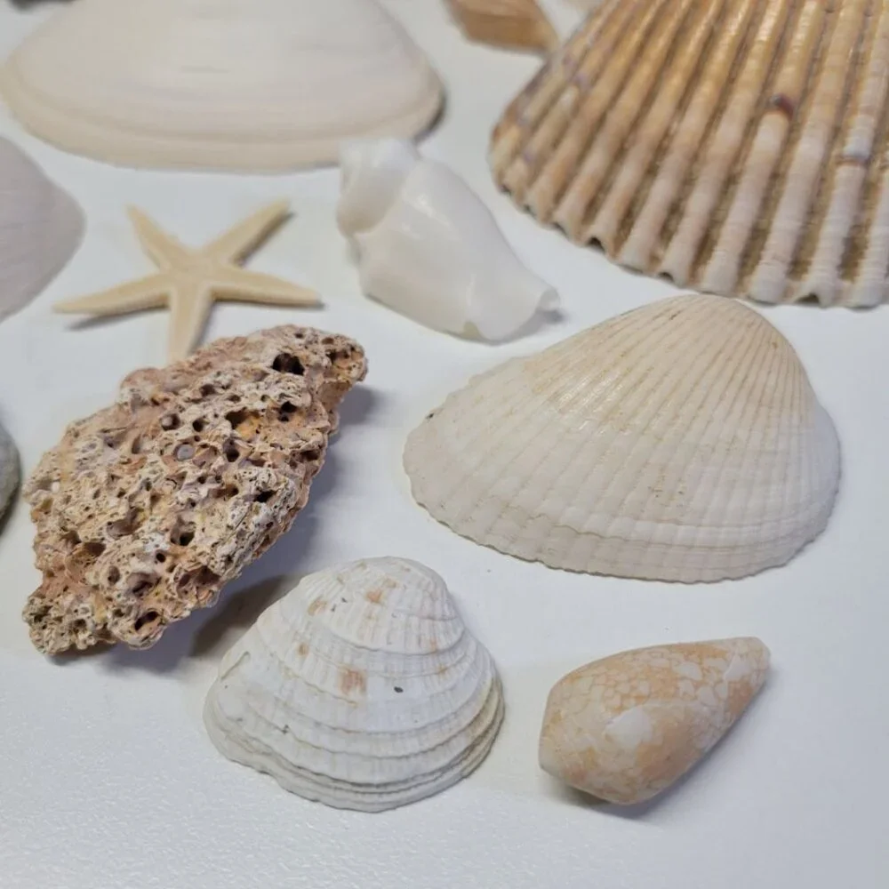 Nautical Seashell Lot Decor Starfish Mixed Sizes‎ Colors Half Clam 25 Pieces